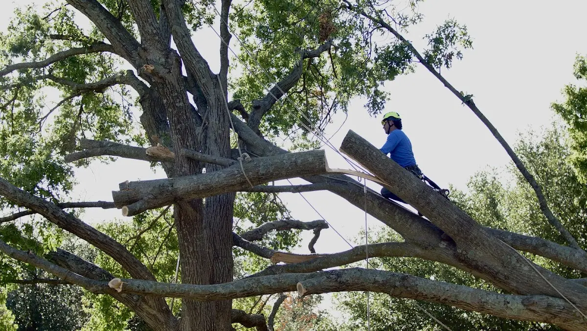 Professional Crown Thinning performed by certified arborists in Midville