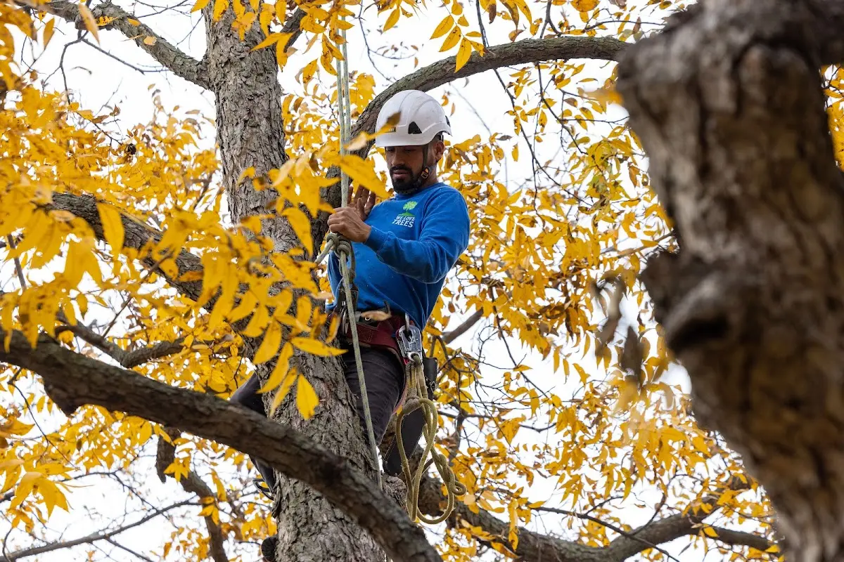 Skilled Tree Pruning crew working in Midville
